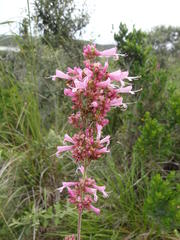 Syncolostemon ramulosus
