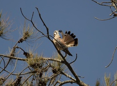 Falco sparverius