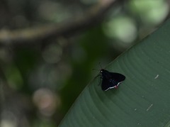 Pyrrhopyge