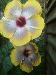 Hibiscus rosa-sinensis