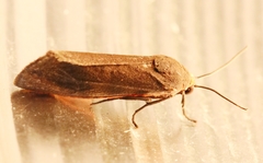 Virbia laeta