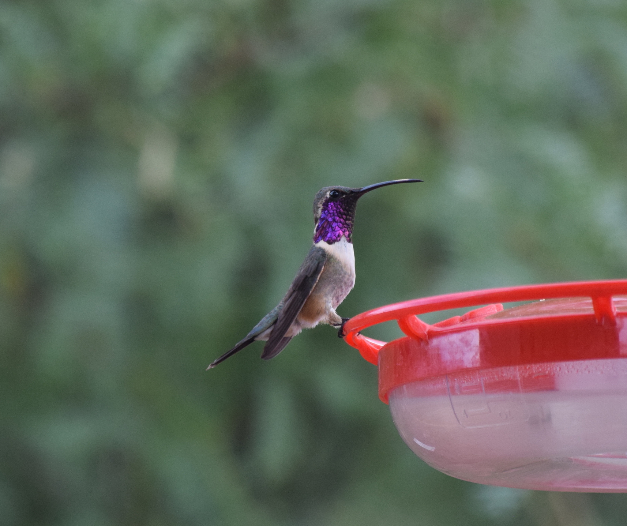 Lucifer Hummingbird (Calothorax lucifer)