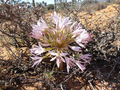 Brunsvigia bosmaniae