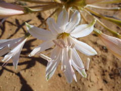 Brunsvigia bosmaniae