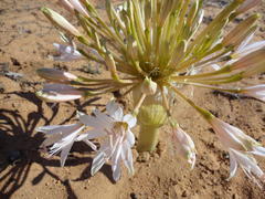 Brunsvigia bosmaniae