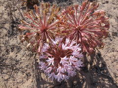 Brunsvigia bosmaniae