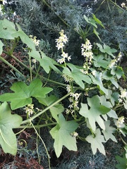 Marah macrocarpa