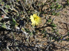 Delosperma crassum