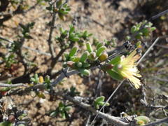 Delosperma crassum