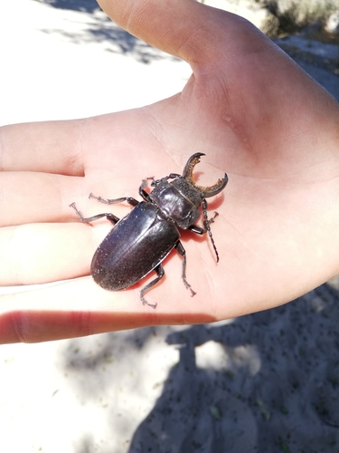 Mallodon downesii