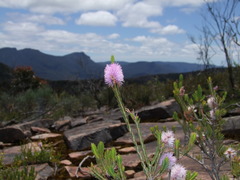 Melaleuca decussata