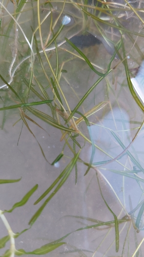 Potamogeton berchtoldii iNat (3)