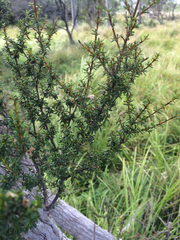 Olearia solandri