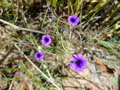 Monopsis debilis debilis