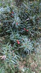 Podocarpus totara