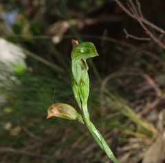 Pterostylis macilenta