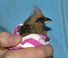 Colius striatus minor