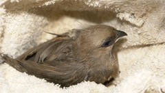 Colius striatus minor