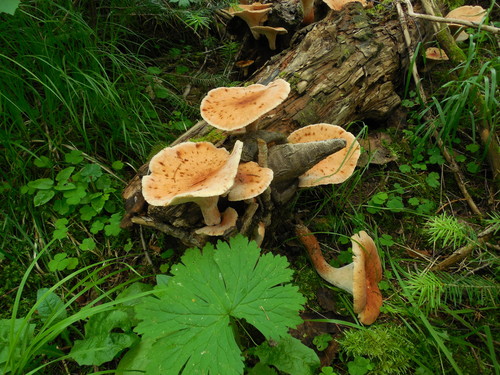 Neolentinus schaefferi image
