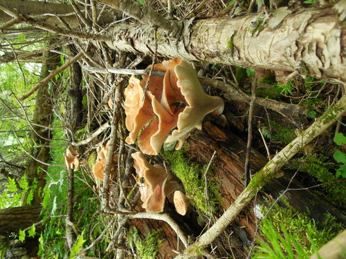 Neolentinus schaefferi image