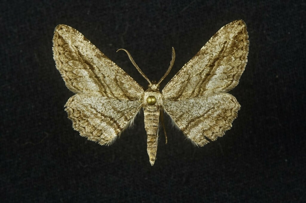 Stenoporpia insipidaria