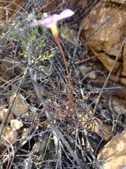 Oxalis polyphylla pubescens
