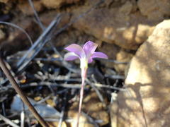 Oxalis polyphylla pubescens