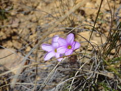 Oxalis polyphylla pubescens