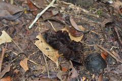 Achlyodes busirus
