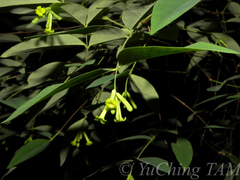 Wikstroemia nutans