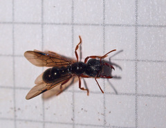 Amblyopone australis