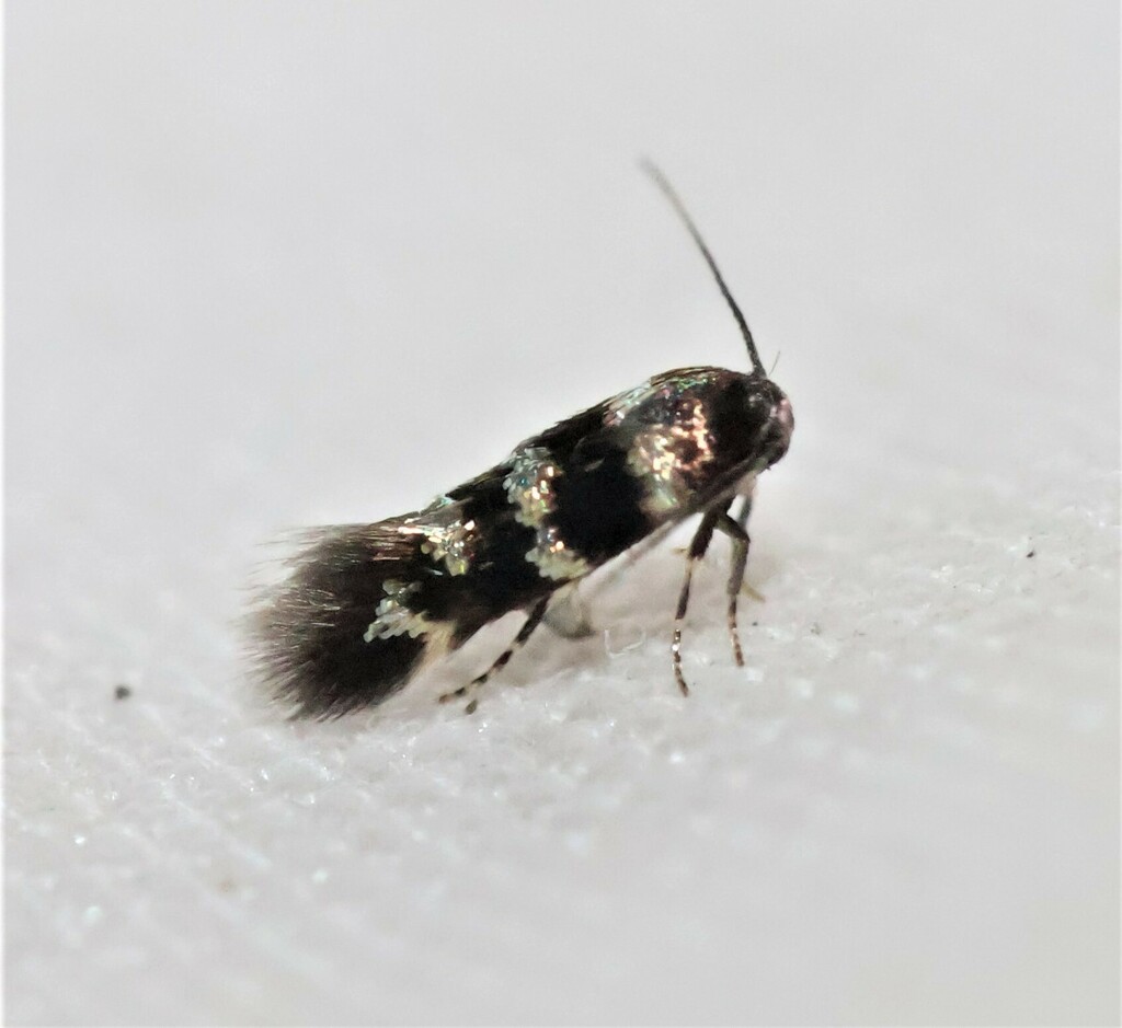 Stephensia major