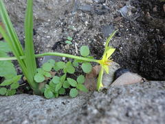 Empodium veratrifolium