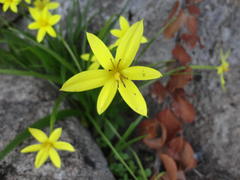 Empodium veratrifolium