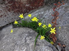 Empodium veratrifolium