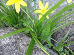 Empodium veratrifolium