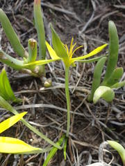 Empodium veratrifolium