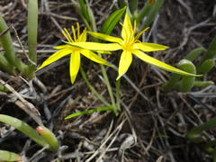 Empodium veratrifolium