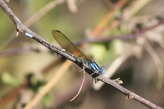 Argia rhoadsi