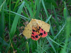 Diacrisia purpurata