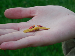Diacrisia purpurata