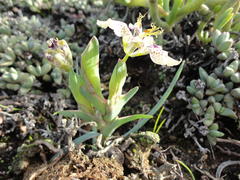Ferraria densepunctulata