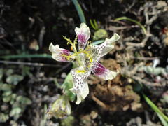 Ferraria densepunctulata