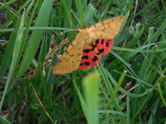 Diacrisia purpurata