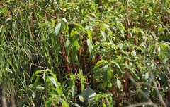 Amaranthus australis