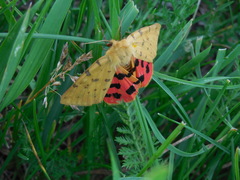Diacrisia purpurata