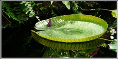 Victoria cruziana
