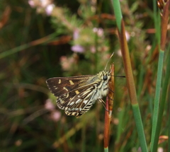 Hesperilla crypsargyra