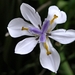 Dietes grandiflora - Photo (c) Joanette Smith, μερικά δικαιώματα διατηρούνται (CC BY-NC), uploaded by Joanette Smith