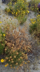 Grindelia chiloensis